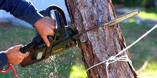 Clyde Hill, WA Tree Services Company