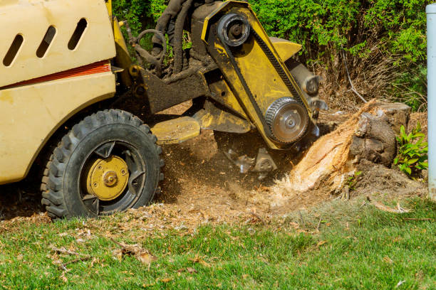 Best Lot and Land Clearing  in Clyde Hill, WA