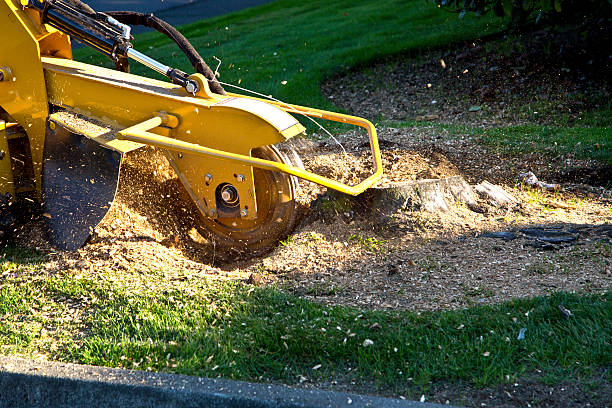 Best Firewood Processing and Delivery  in Clyde Hill, WA